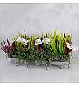 Calluna Beauty Ladies Beauty Belle Ø10,5