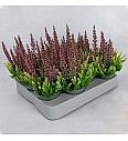 Calluna Beauty Ladies Colour Crown Ø6