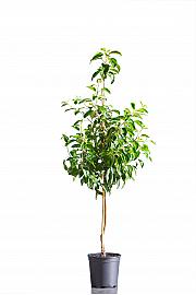 Malus domestica Finkenwerder Herbstprinz C10 Lit. 125-150 cm