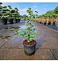 Ginkgo biloba Little Emperor C6 Lit. 40-50 cm