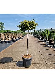 Chamaecyparis obtusa Gitte C25 Lit. Na steblu 80 cm