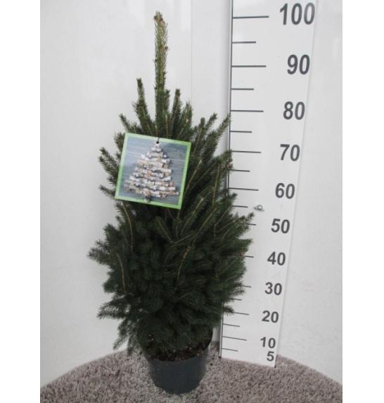 Picea glauca Super Green C5 Lit. 60-80 cm