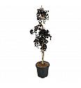 Fagus sylatica Purple Fountain C5 Lit. 50-60 cm