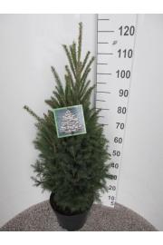 Picea glauca Super Green C10 Lit. 90-110 cm