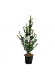 Ginkgo biloba Menhir C7,5 Lit. 60-80 cm