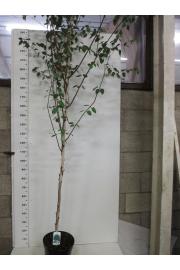 Betula utilis Jacquemontii C7.5 Lit. 175-200 cm
