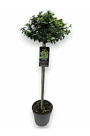 Euonymus fortunei Emerald Gold C10 Lit. Na stabljici 110 cm