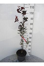 Fagus sylvatica Rohanski obelisk C10 Lit. 100-125 cm