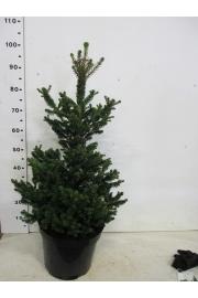 Picea abies Will's Zwerg C10 Lit. 80-100 cm