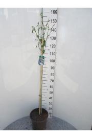 Hibiscus syriacus Totus Albus C10 Lit. Na steblu 100 cm