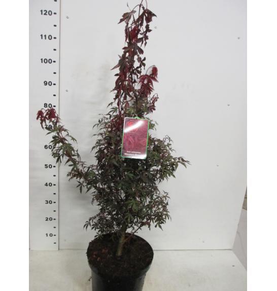 Acer palmatum Skeeters Broom C10 Lit. 60-80 cm