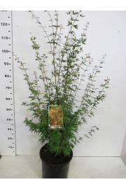 Acer palmatum Wilson's Pink Dwarf C10 Lit. 60-80 cm