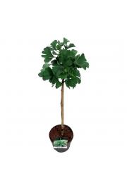 Ginkgo biloba Mariken C10 Lit. Na steblu 100 cm