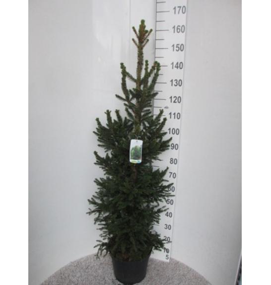 Picea abies Will's Zwerg C12 Lit. 120-140 cm