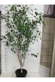 Betula utilis Jacquemontii C10 Lit. 150-175 cm multistam