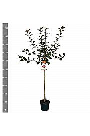 Malus domestica Vitalstar C7,5 Lit. 175-200 cm Na steblu 100 cm