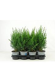 Chamaecyparis lawsoniana Robusta Ø11