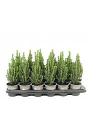 Picea glauca Zuckerhut Ø9