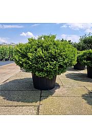 Thujopsis dolabrata Nana C230 Lit. 140-160 cm