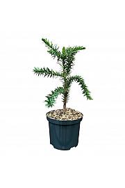 Araucaria araucana C2,5 Lit. 25-30 cm